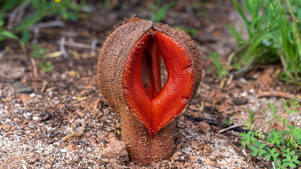 Hydnora Africana