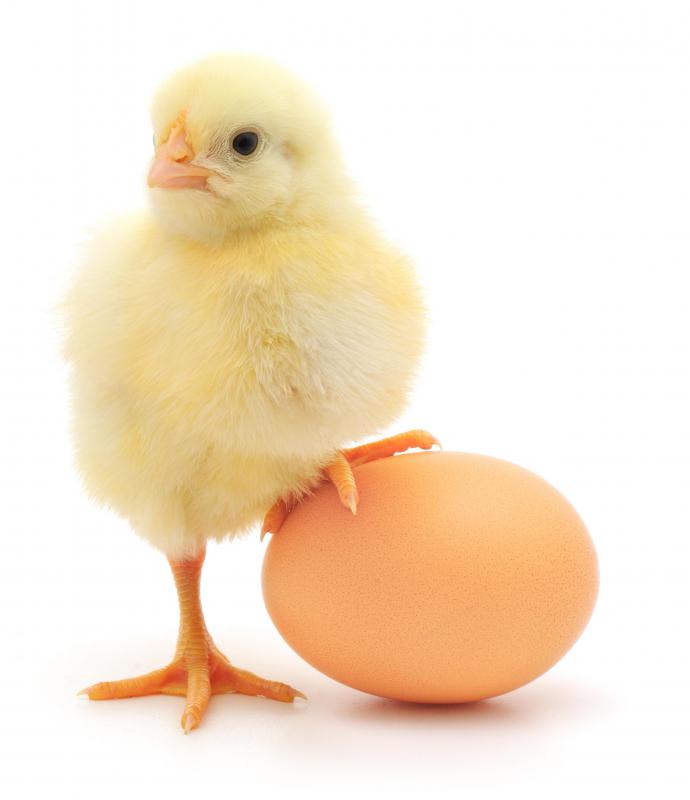 Куры и яйца производятся на птицефабрике