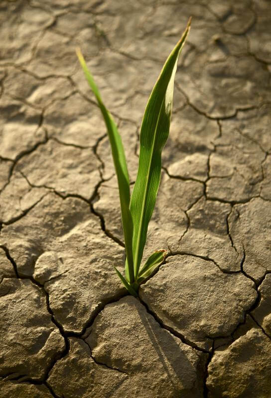 Засуха наносит серьезный ущерб посевам
